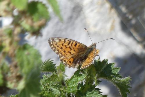 Réf. 239 267 : Boloria pales
